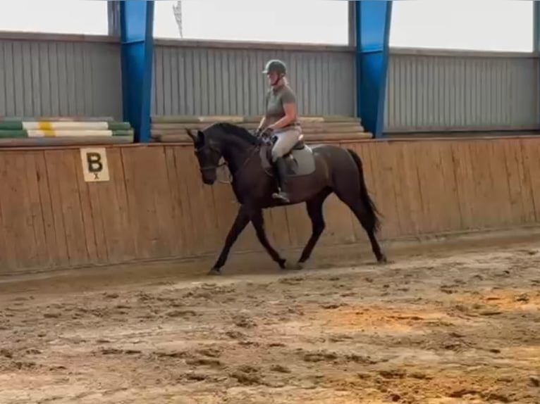 Koń hanowerski Klacz 7 lat 168 cm Skarogniada in Uetze