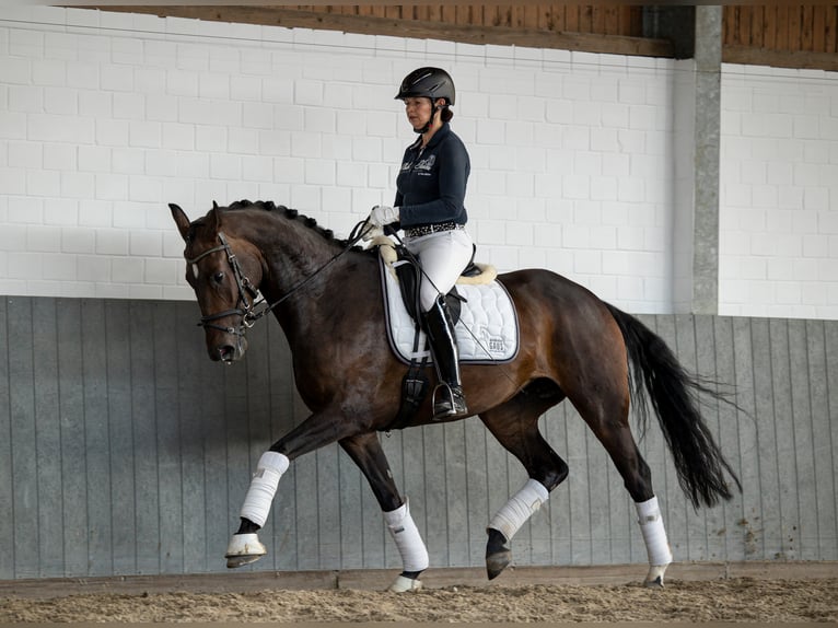 Koń hanowerski Klacz 7 lat 169 cm Ciemnogniada in Tiddische