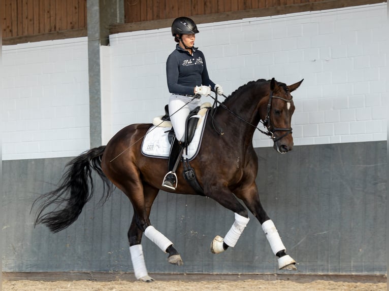 Koń hanowerski Klacz 7 lat 169 cm Ciemnogniada in Tiddische