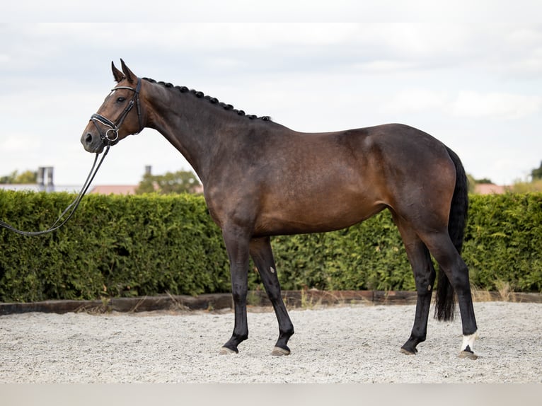 Koń hanowerski Klacz 7 lat 169 cm Ciemnogniada in Tiddische