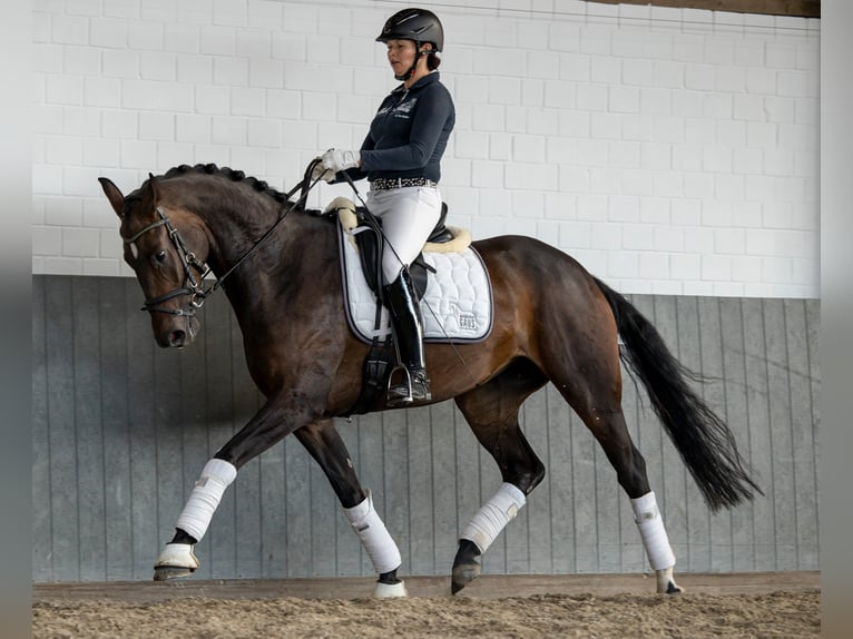 Koń hanowerski Klacz 7 lat 169 cm Ciemnogniada in Tiddische