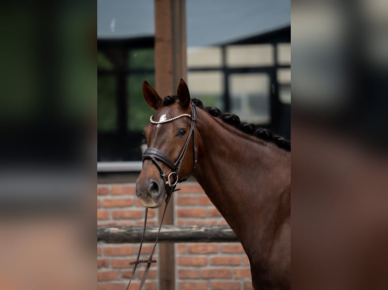 Koń hanowerski Klacz 7 lat 169 cm Ciemnokasztanowata in Heidesheim am Rhein