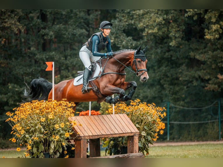 Koń hanowerski Klacz 7 lat 169 cm Gniada in WarendorfWarendorf