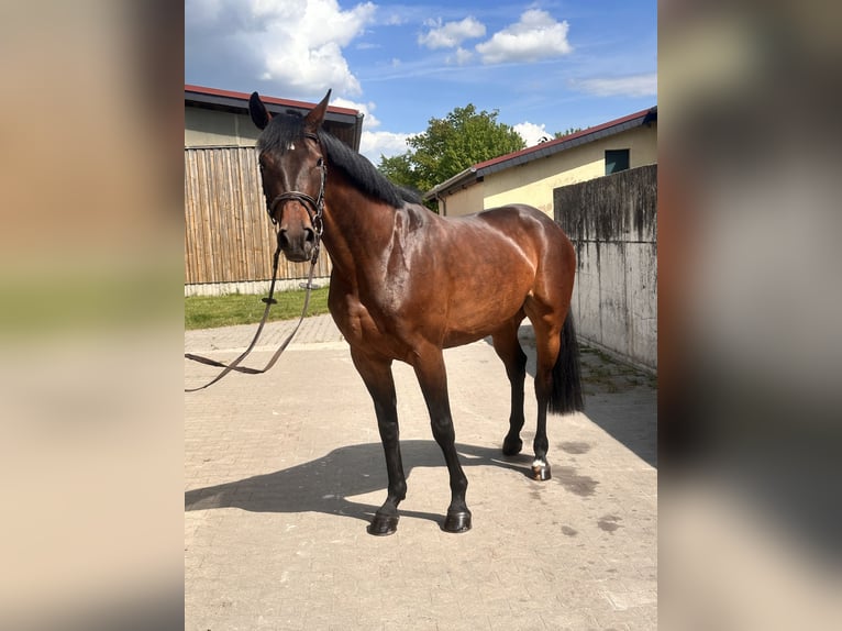 Koń hanowerski Klacz 7 lat 169 cm Gniada in Leipzig