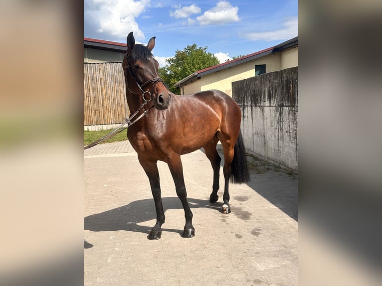 Koń hanowerski Klacz 7 lat 169 cm Gniada in Leipzig