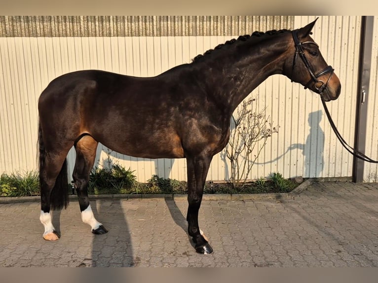 Koń hanowerski Klacz 7 lat 169 cm Gniada in Bernau