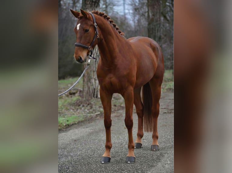 Koń hanowerski Klacz 7 lat 169 cm Kasztanowata in Ammersbek