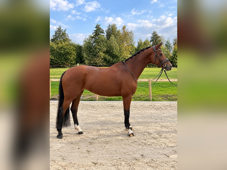Koń hanowerski Klacz 7 lat 170 cm Gniada in Seevetal