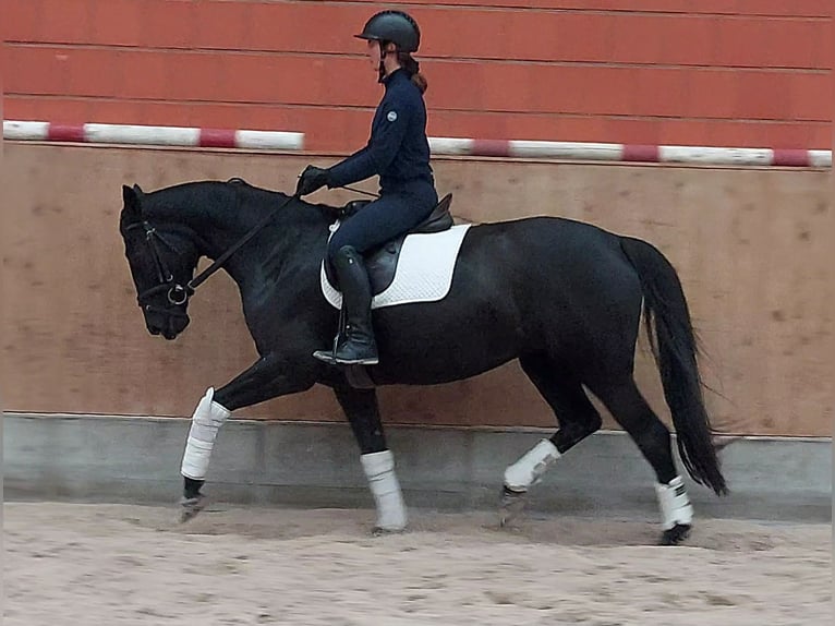 Koń hanowerski Klacz 7 lat 170 cm Kara in Gifhorn