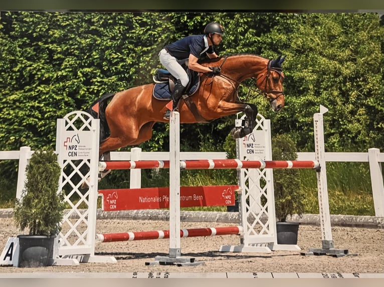 Koń hanowerski Klacz 7 lat 171 cm Gniada in Füllinsdorf