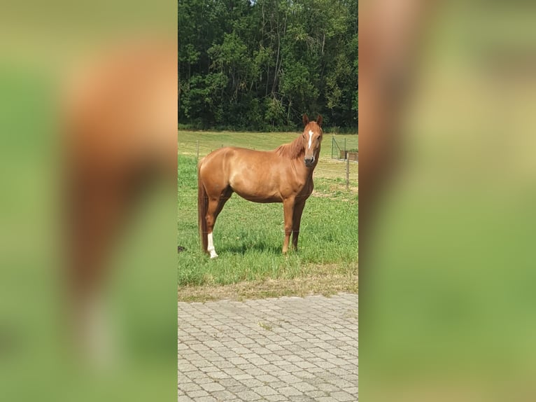 Koń hanowerski Klacz 7 lat 171 cm Kasztanowata in Vienenburg