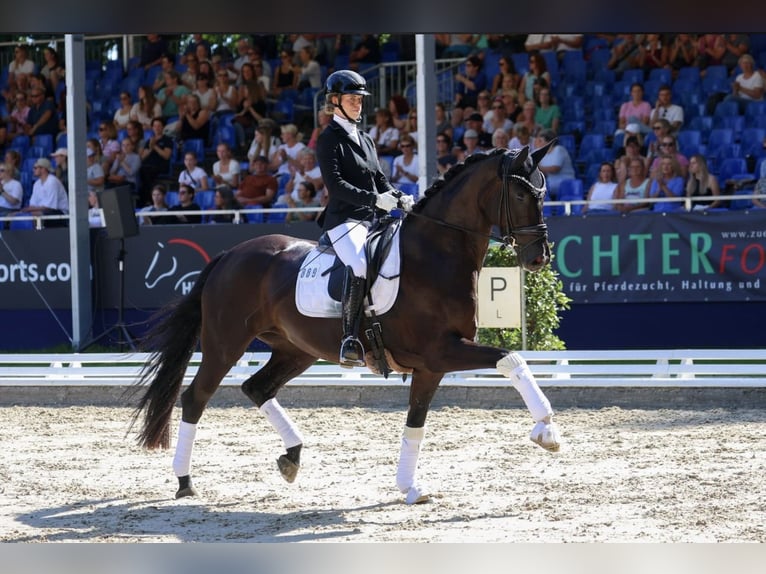 Koń hanowerski Klacz 7 lat 172 cm Kara in Lippetal
