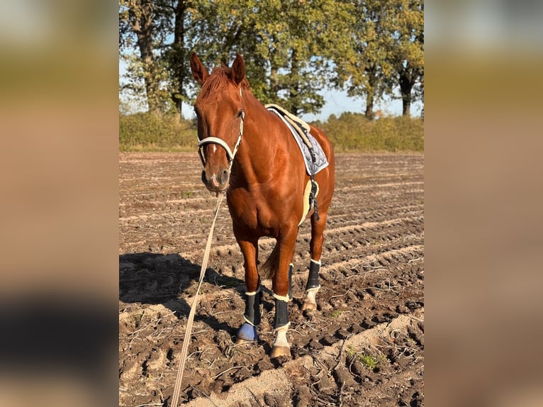 Koń hanowerski Klacz 7 lat 172 cm Kasztanowata in Lüneburg