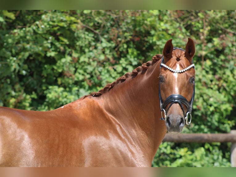 Koń hanowerski Klacz 7 lat 172 cm Kasztanowata in Griesheim