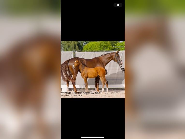 Koń hanowerski Klacz 7 lat 173 cm Ciemnokasztanowata in Wagenfeld