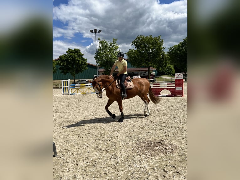 Koń hanowerski Klacz 7 lat 173 cm Kasztanowata in Hasel&#xFC;nne