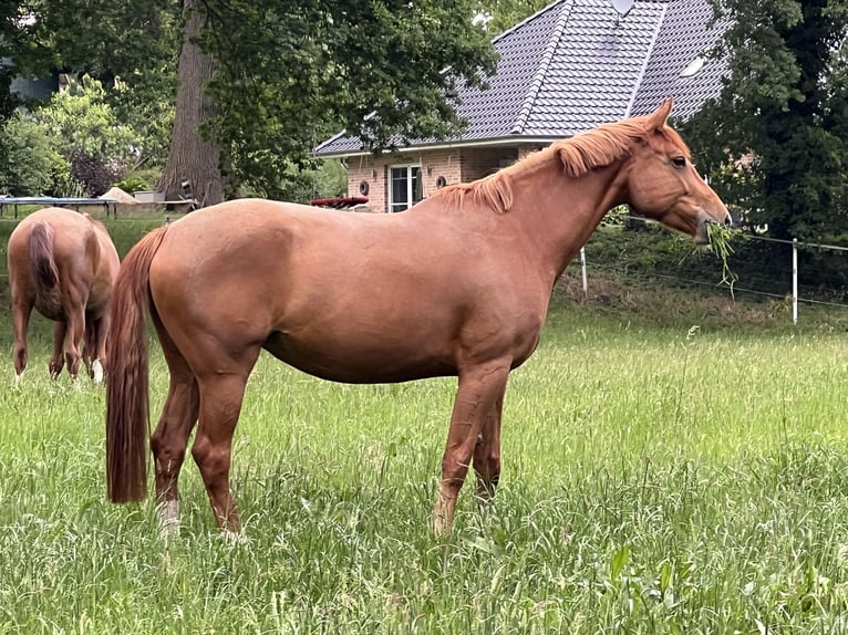 Koń hanowerski Klacz 7 lat 173 cm Kasztanowata in Beverstedt