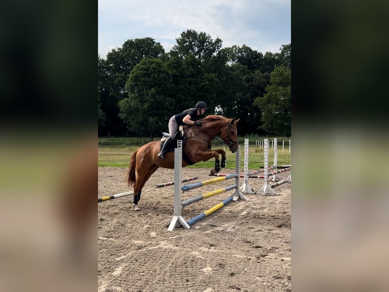 Koń hanowerski Klacz 7 lat 173 cm Kasztanowata in Beverstedt