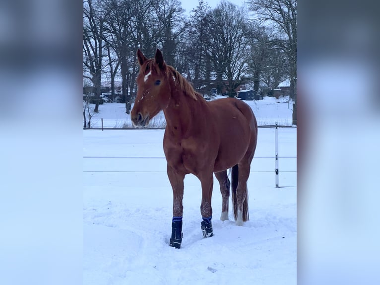 Koń hanowerski Klacz 7 lat 173 cm Kasztanowata in Beverstedt
