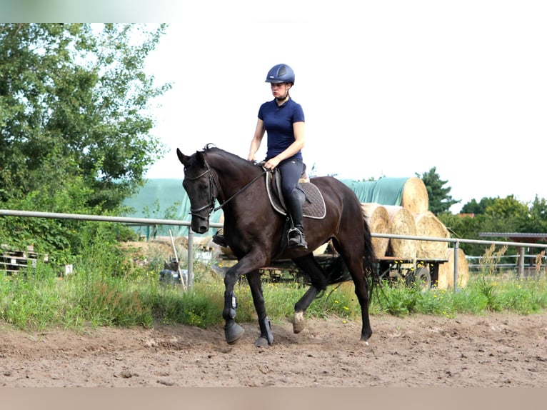 Koń hanowerski Klacz 7 lat 174 cm Kara in Dannenberg (Elbe) Nebenstedt