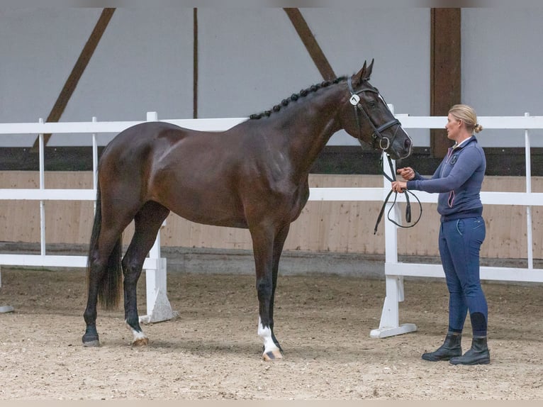 Koń hanowerski Klacz 7 lat 174 cm Kara in Moers