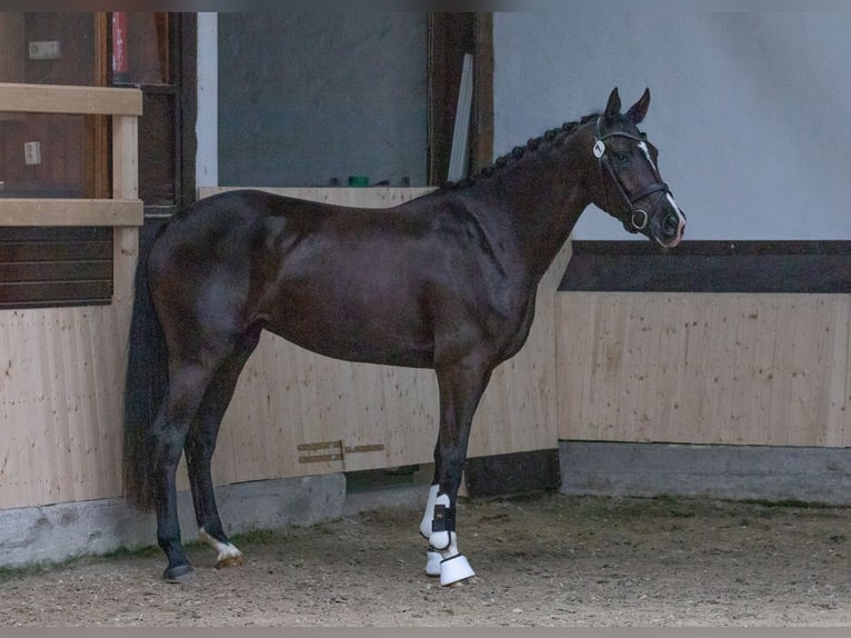 Koń hanowerski Klacz 7 lat 174 cm Kara in Moers