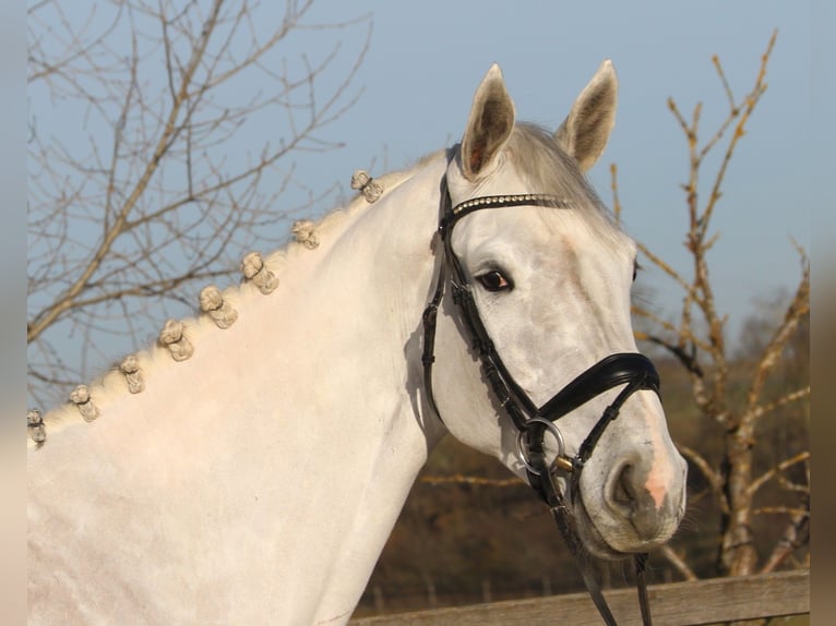 Koń hanowerski Klacz 7 lat 174 cm Siwa in Bad Dürrheim
