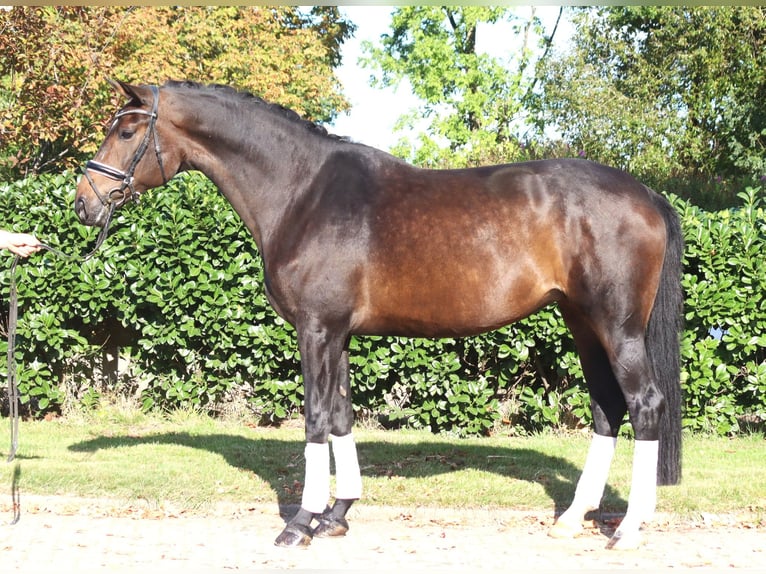 Koń hanowerski Klacz 7 lat 175 cm Ciemnogniada in Selsingen