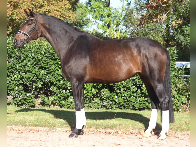 Koń hanowerski Klacz 7 lat 175 cm Ciemnogniada in Selsingen