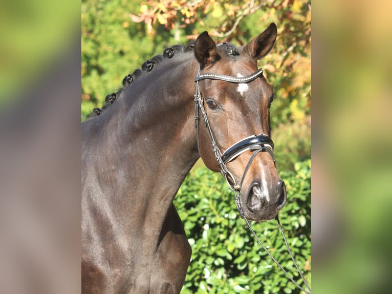 Koń hanowerski Klacz 7 lat 175 cm Ciemnogniada in Selsingen