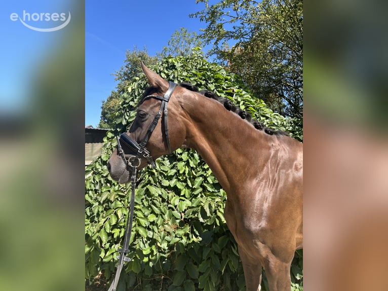 Koń hanowerski Klacz 7 lat 175 cm Ciemnokasztanowata in Münster