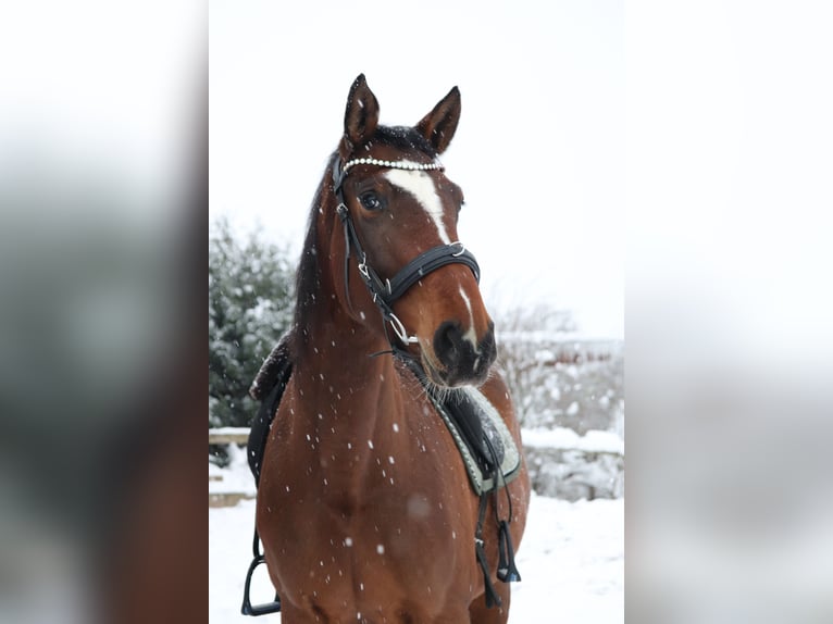 Koń hanowerski Klacz 7 lat 175 cm Gniada in Siegen