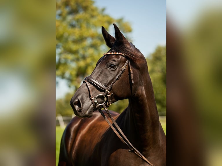 Koń hanowerski Klacz 7 lat 178 cm Kara in Schillsdorf