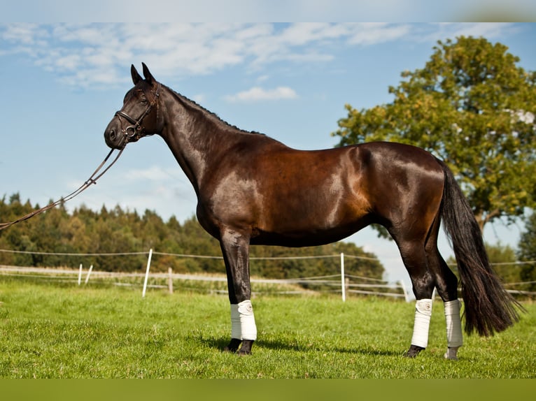 Koń hanowerski Klacz 7 lat 178 cm Kara in Schillsdorf