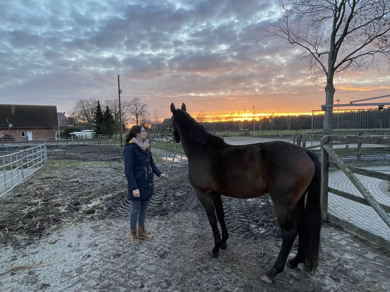 Koń hanowerski Klacz 8 lat 160 cm Ciemnogniada in Radbruch