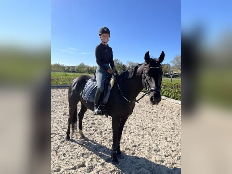 Koń hanowerski Klacz 8 lat 160 cm Kara in Wandlitz