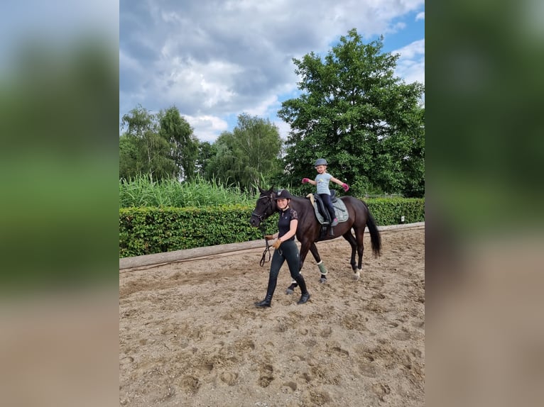 Koń hanowerski Klacz 8 lat 160 cm Kara in Wandlitz
