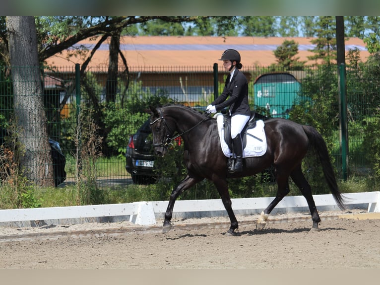Koń hanowerski Klacz 8 lat 160 cm Kara in Wandlitz