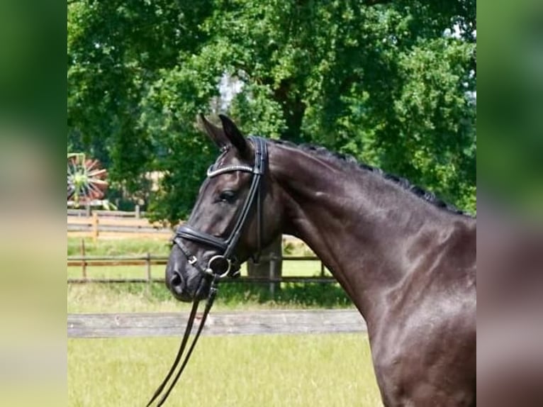 Koń hanowerski Klacz 8 lat 160 cm Kara in Wandlitz