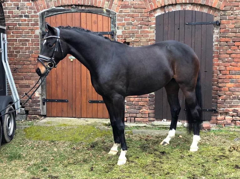 Koń hanowerski Klacz 8 lat 160 cm Skarogniada in Großbeeren