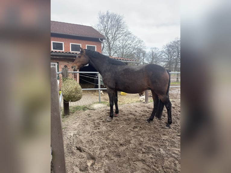 Koń hanowerski Klacz 8 lat 162 cm Gniada in Garbsen