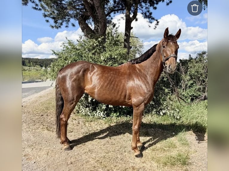 Koń hanowerski Klacz 8 lat 162 cm Kasztanowata in Pelmberg