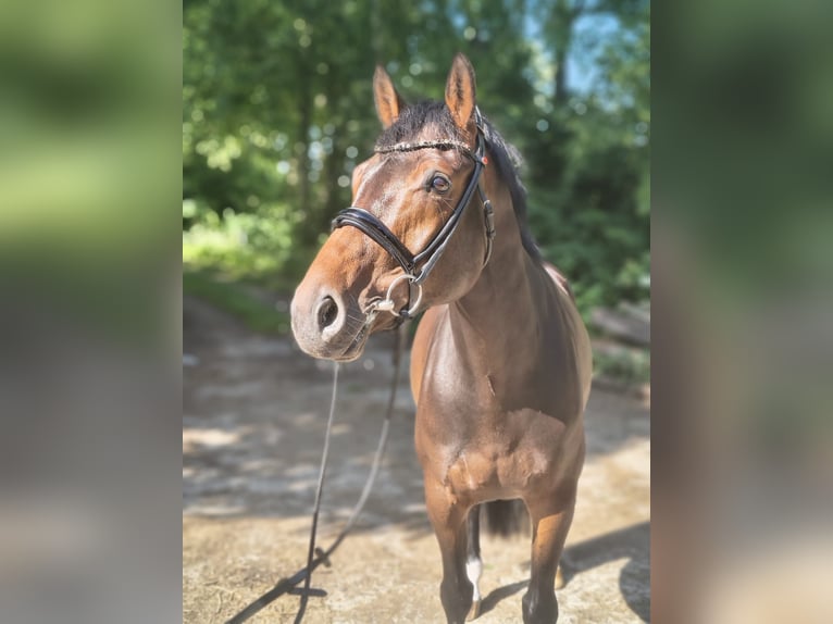 Koń hanowerski Klacz 8 lat 163 cm Ciemnogniada in Belum