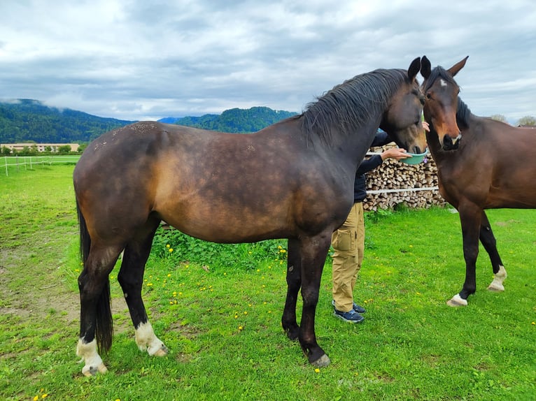 Koń hanowerski Klacz 8 lat 163 cm Gniada in Klagenfurt,