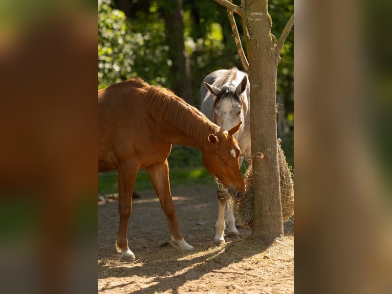 Koń hanowerski Klacz 8 lat 163 cm Kasztanowata in Gütersloh