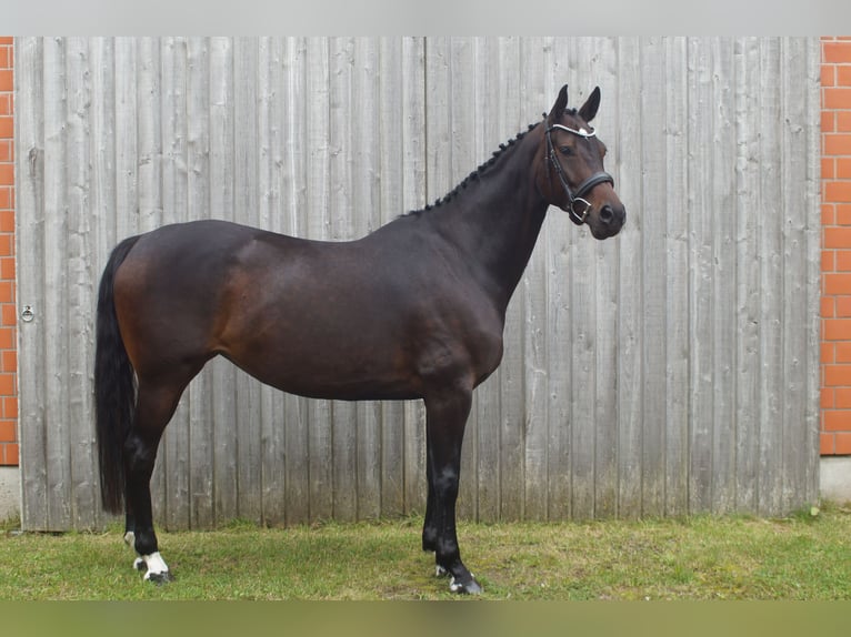 Koń hanowerski Klacz 8 lat 164 cm Ciemnogniada in Rendsburg