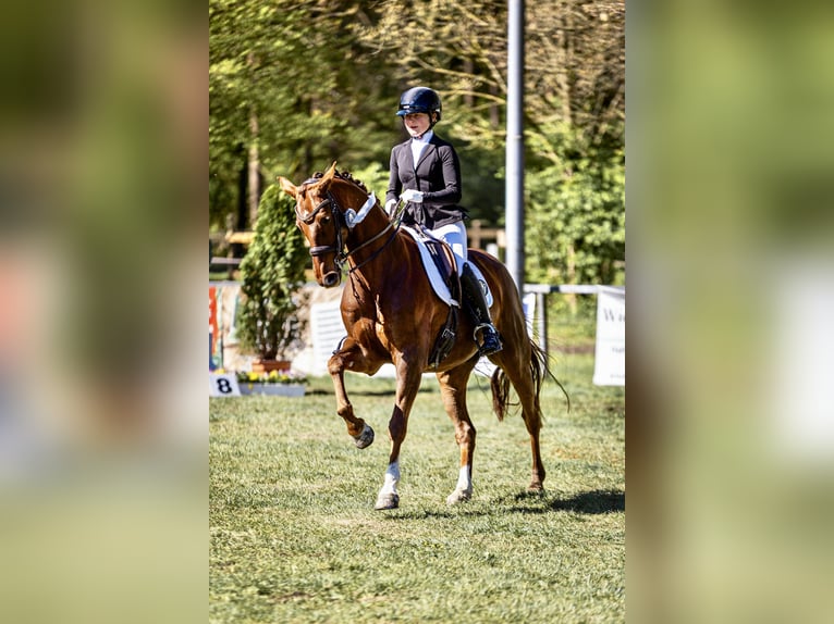 Koń hanowerski Klacz 8 lat 164 cm Kasztanowata in Melle