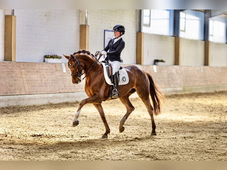 Koń hanowerski Klacz 8 lat 164 cm Kasztanowata in Melle
