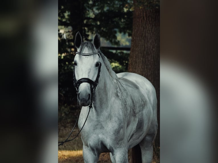 Koń hanowerski Klacz 8 lat 164 cm Siwa in Reppenstedt