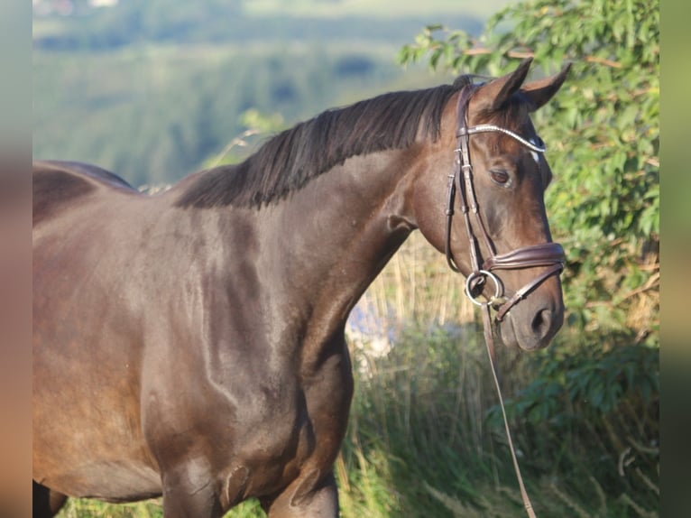 Koń hanowerski Klacz 8 lat 165 cm Ciemnogniada in GROTE-BROGEL